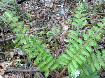 Polystichum cfr. setiferum